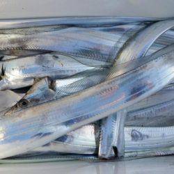 オーフリー 釣果