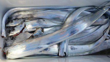 オーフリー 釣果