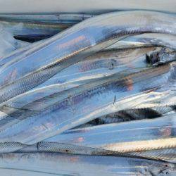 オーフリー 釣果