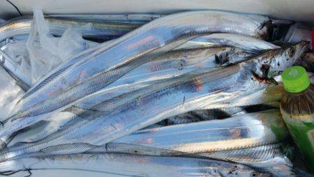 オーフリー 釣果