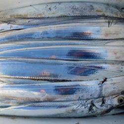 オーフリー 釣果