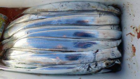 オーフリー 釣果