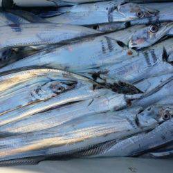 オーフリー 釣果