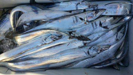 オーフリー 釣果