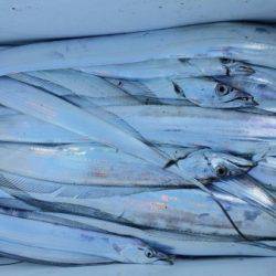 オーフリー 釣果