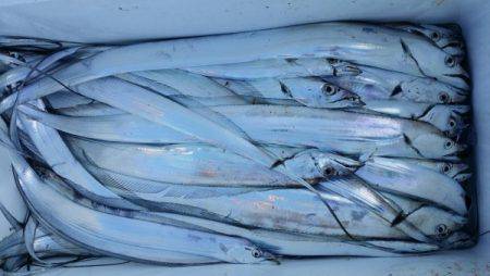 オーフリー 釣果