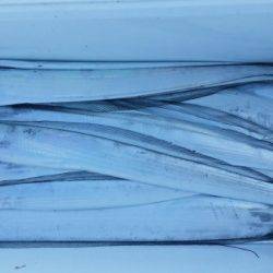 オーフリー 釣果