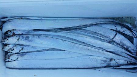 オーフリー 釣果