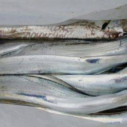 オーフリー 釣果