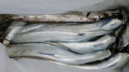 オーフリー 釣果