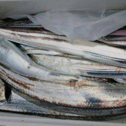 オーフリー 釣果