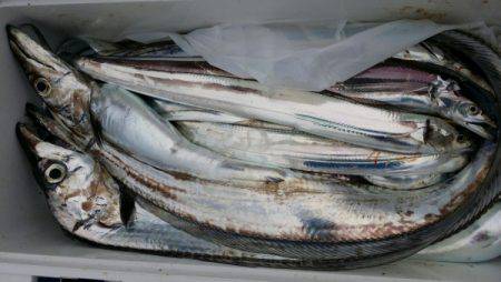 オーフリー 釣果