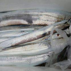 オーフリー 釣果