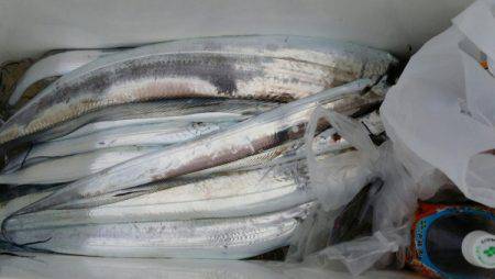 オーフリー 釣果