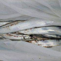 オーフリー 釣果