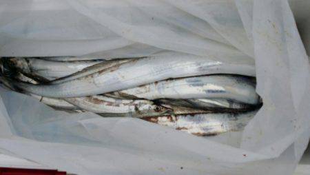 オーフリー 釣果