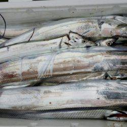 オーフリー 釣果