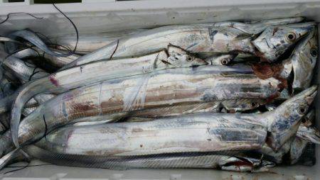 オーフリー 釣果