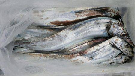 オーフリー 釣果