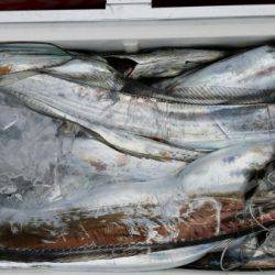 オーフリー 釣果