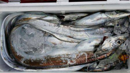 オーフリー 釣果