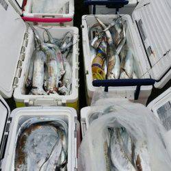 オーフリー 釣果