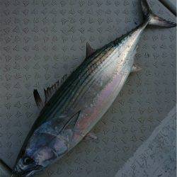 マタウマリンサービス 釣果