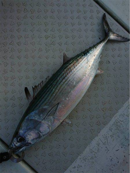 マタウマリンサービス 釣果