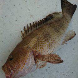 マタウマリンサービス 釣果