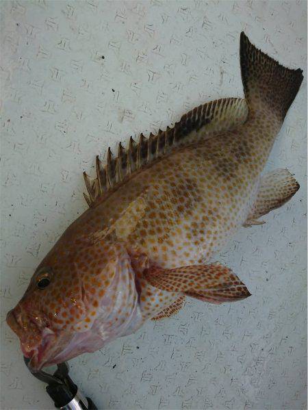 マタウマリンサービス 釣果