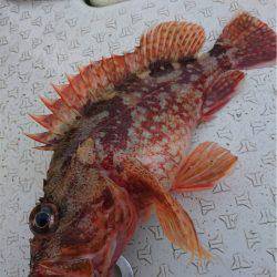 マタウマリンサービス 釣果