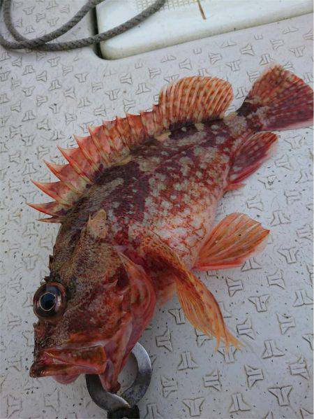 マタウマリンサービス 釣果