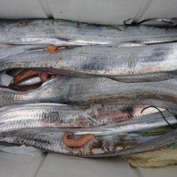 オーフリー 釣果