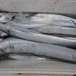 オーフリー 釣果