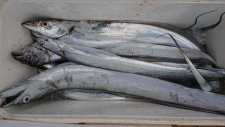 オーフリー 釣果