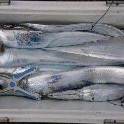 オーフリー 釣果