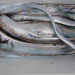 オーフリー 釣果