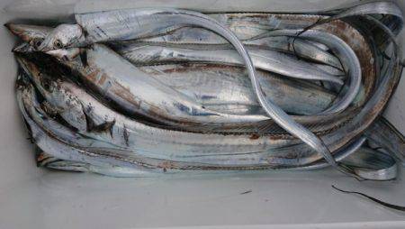 オーフリー 釣果