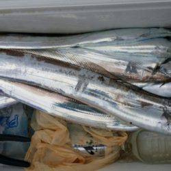 オーフリー 釣果