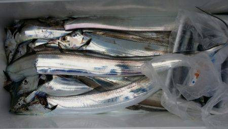 オーフリー 釣果