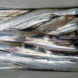 オーフリー 釣果