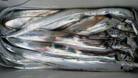 オーフリー 釣果