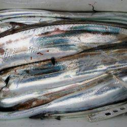 オーフリー 釣果