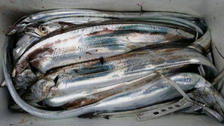 オーフリー 釣果