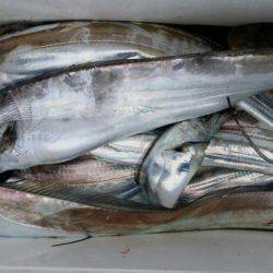 オーフリー 釣果