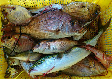 明神釣船 釣果