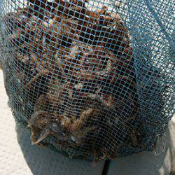 松本釣船２ 釣果