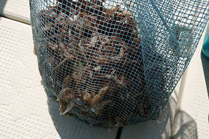 松本釣船２ 釣果