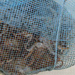 松本釣船２ 釣果