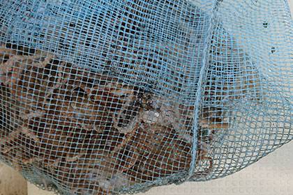 松本釣船２ 釣果